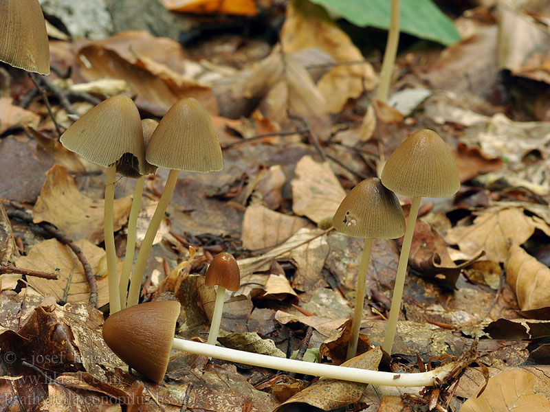 Psathyrella conopilus Langsteelfranjehoed