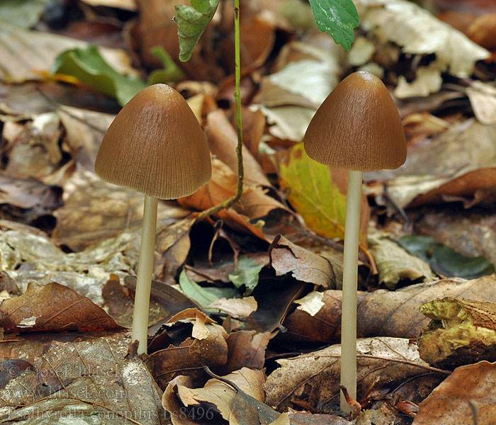 Psathyrella conopilus Lederbrauner Faserling