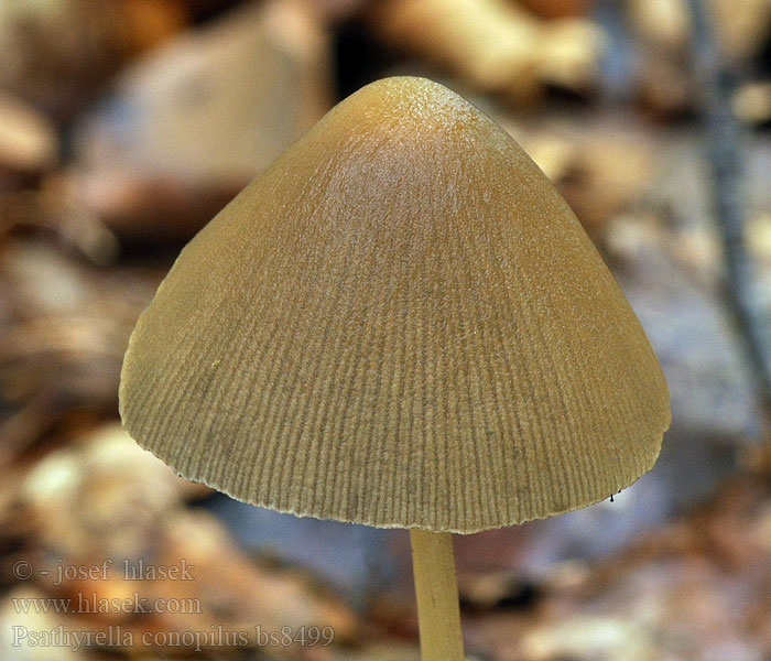 Psathyrella conopilus Drobuľka veľká