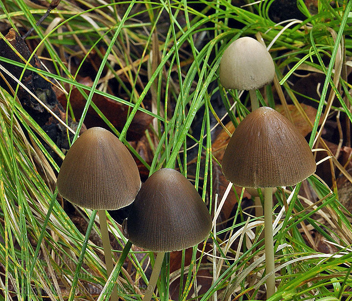 Psathyrella conopilus Křehutka kuželovitá