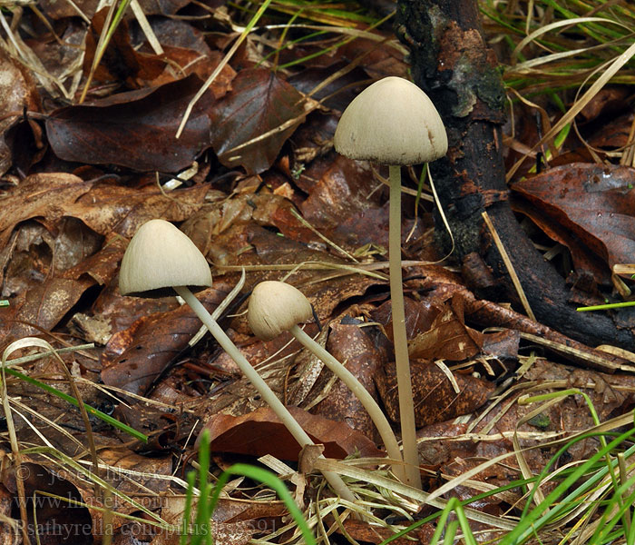 Psathyrella conopilus Klokkesprøsopp