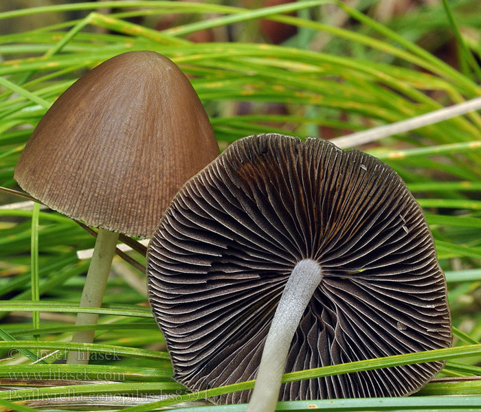 Psathyrella conopilus Псатирелла коническая