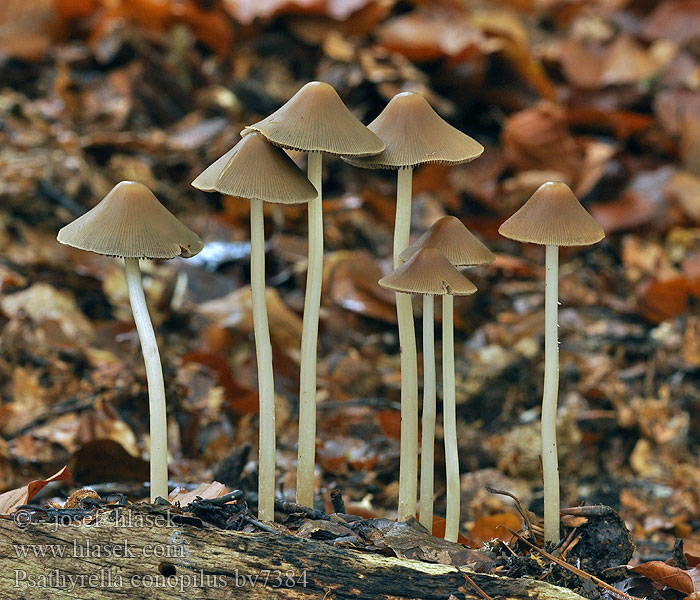 Psathyrella conopilus Псатирелла коническая