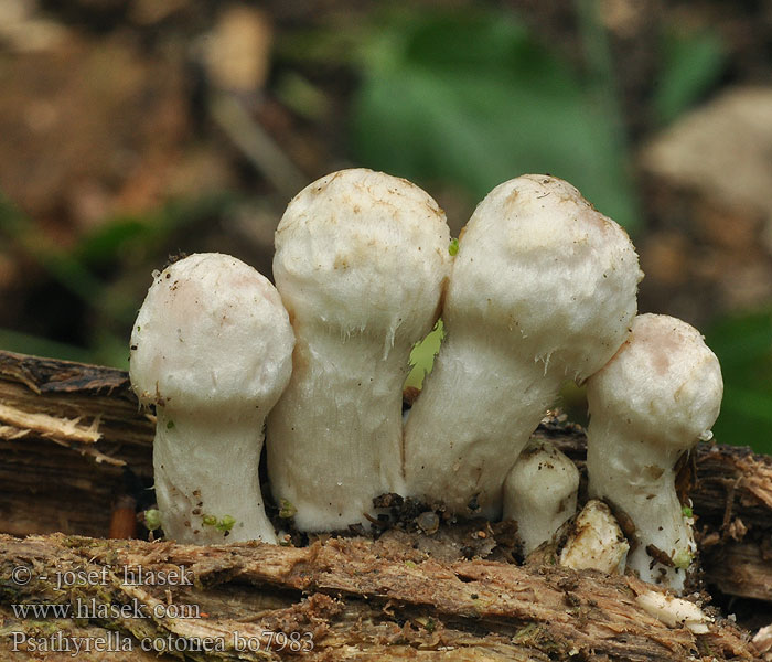 Psathyrella cotonea Křehutka vlnatá Geelvoetfranjehoed