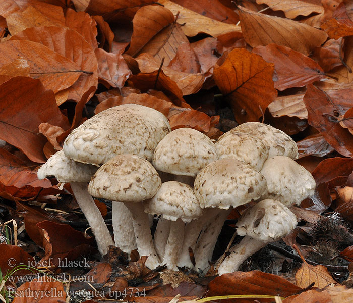 Psathyrella cotonea Kruchaweczka brudnobiała Fjällspröding