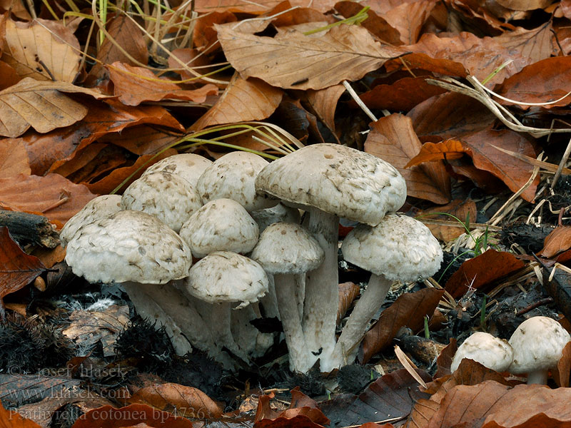 Psathyrella cotonea Drobuľka vláknitošupinkatá Skjellsprøsopp