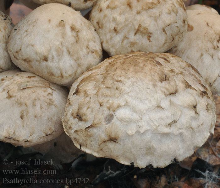 Psathyrella cotonea Skællet Mørkhat Psathyrelle voile laineux