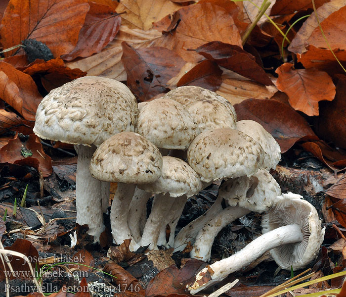 Psathyrella cotonea Псатирелла ватная Yellowfoot Brittlestem