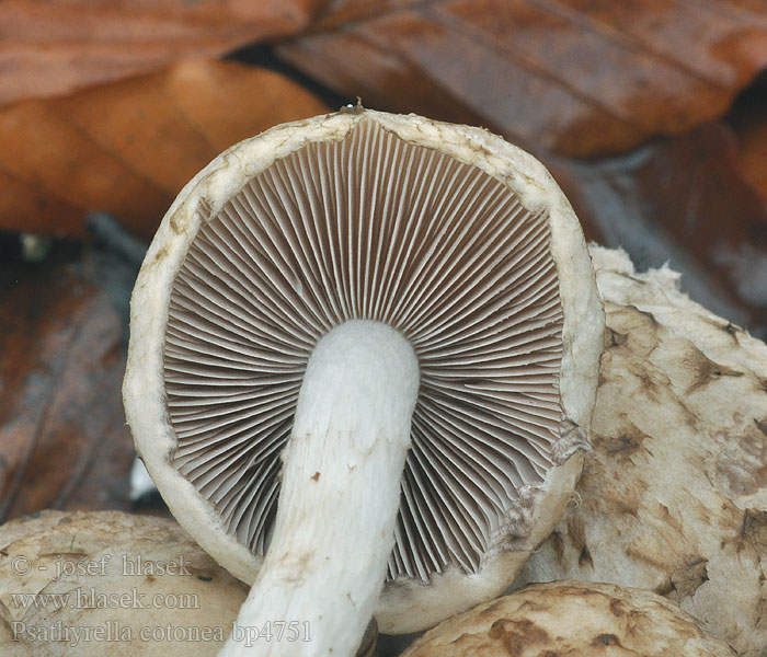 Psathyrella cotonea Křehutka vlnatá