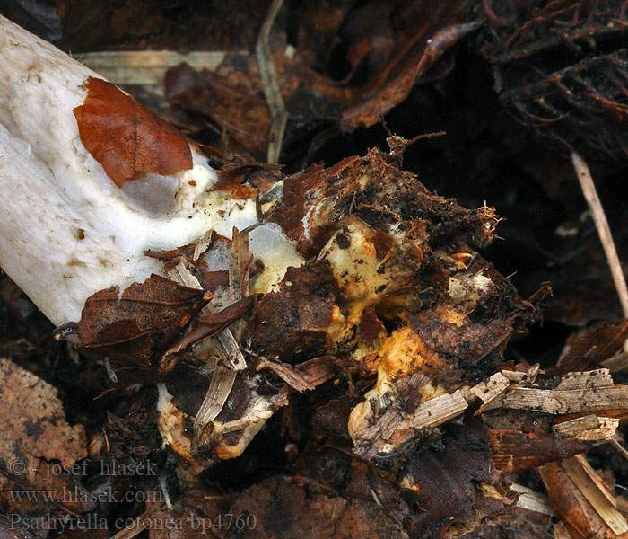 Psathyrella_cotonea_bp4760