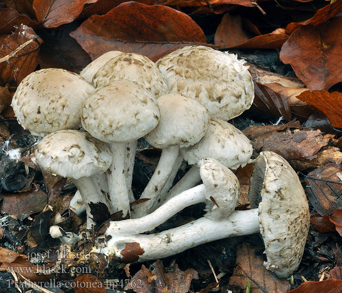 Psathyrella cotonea Langstieliger Faserling Pinsel-Faserling