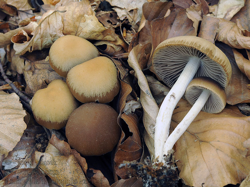 Psathyrella fagetophila Křehutka bučinná Kale beukenfranjehoed