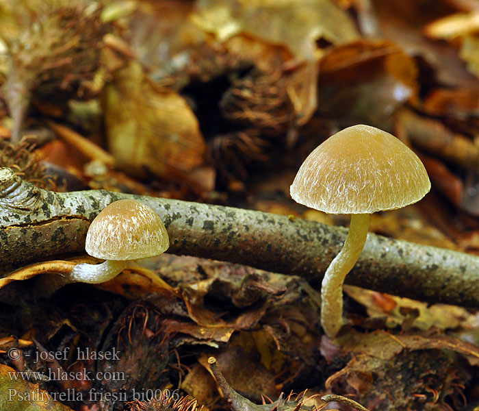 Psathyrella friesii fibrillosa Křehutka vlásenitá