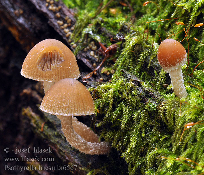 Psathyrella friesii bi6567