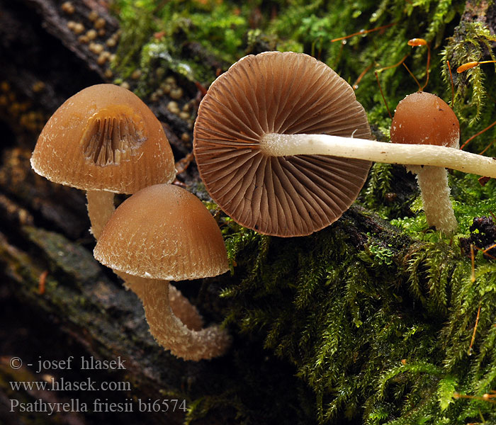 Psathyrella friesii bi6574