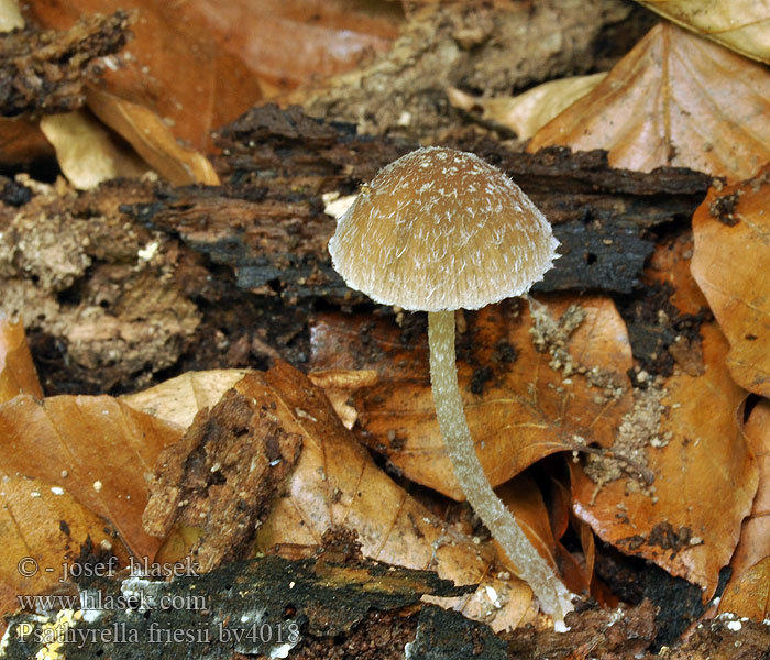 Psathyrella friesii Křehutka vlásenitá