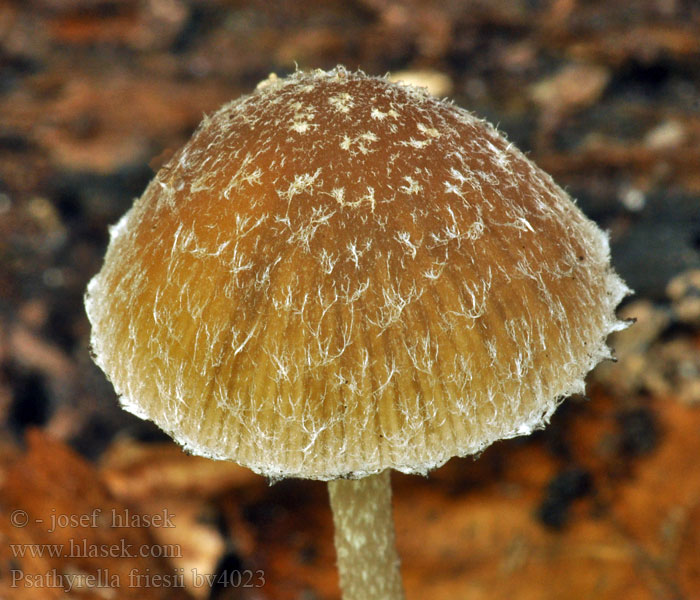 Psathyrella friesii Gefurchter Faserling