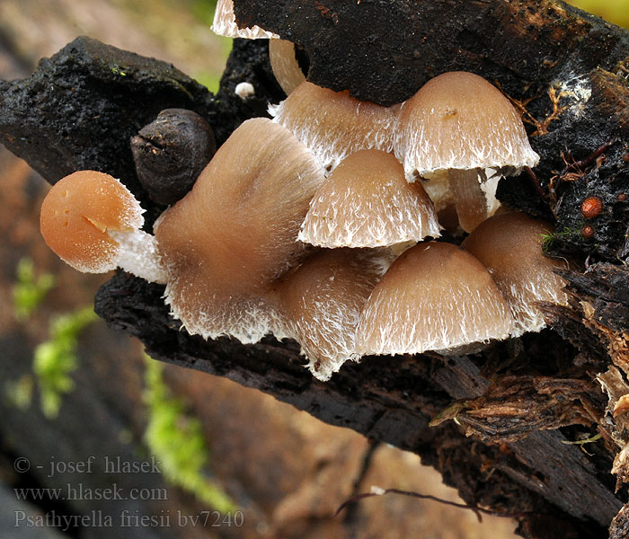 Psathyrella friesii Vezelige franjehoed