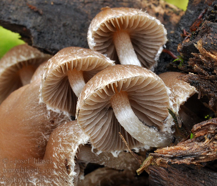 Křehutka vlásenitá Psathyrella friesii