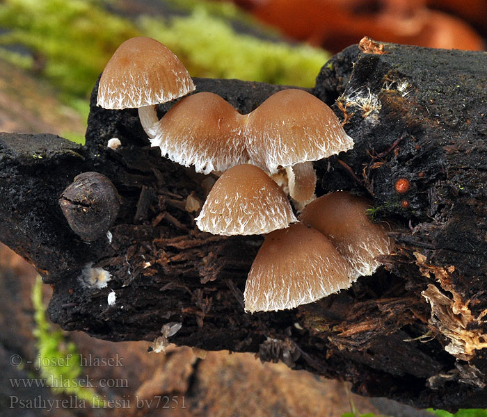 Gefurchter Faserling Psathyrella friesii