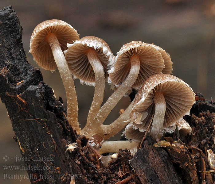 Křehutka vlásenitá Psathyrella friesii