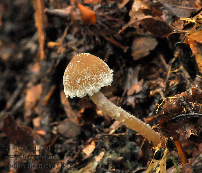 Psathyrella friesii fibrillosa Křehutka vlásenitá