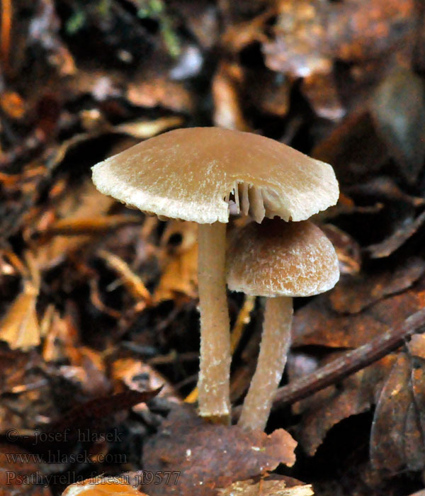 Psathyrella friesii Gefurchter Faserling