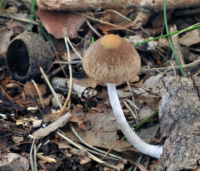 Psathyrella_fusca_bm2702