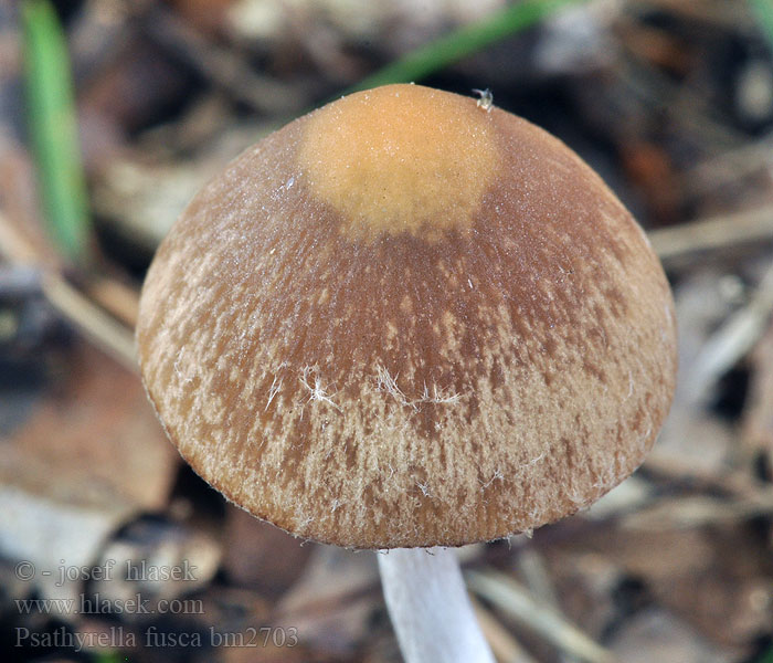 Psathyrella fusca Křehutka tmavohnědá Dunkelbrauner Mürbling