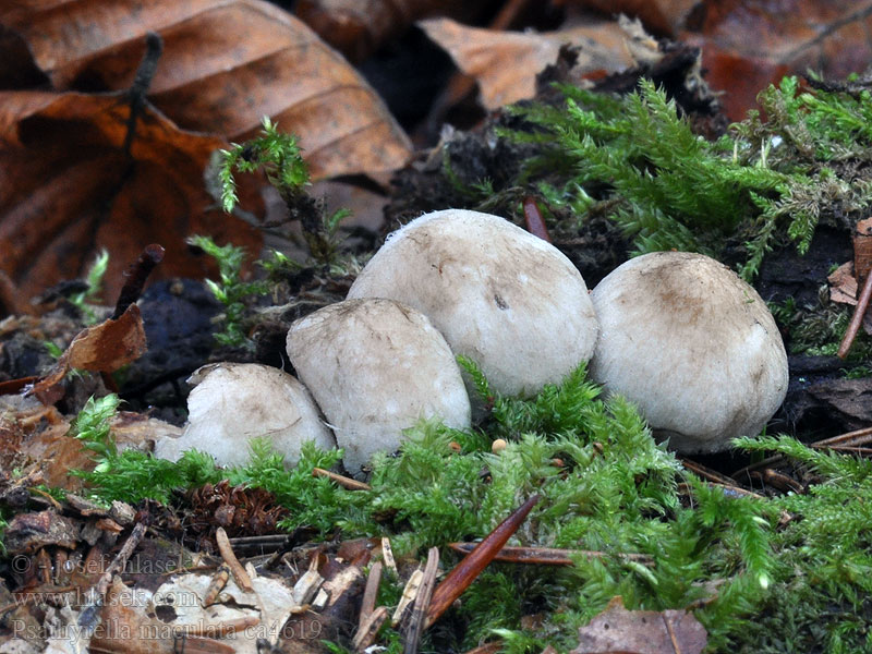 Psathyrella maculata Křehutka skvrnitá Schwarzfaseriger Faserling