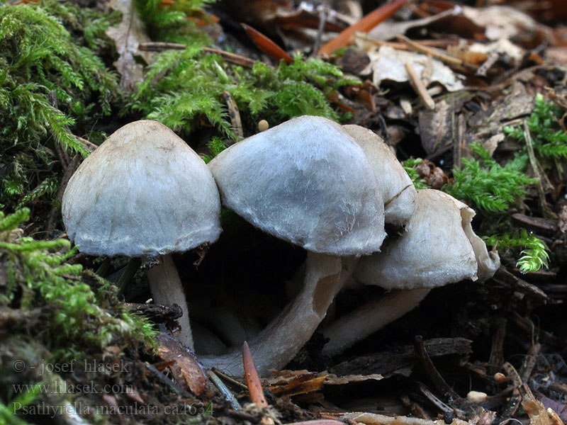 Gevlekte franjehoed Kruchaweczka plamista Drobuľka škvrnitá