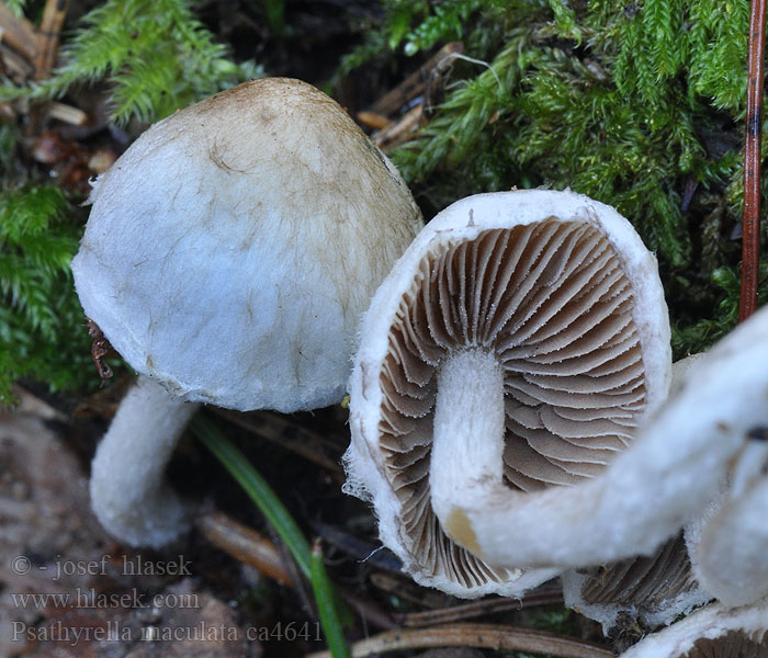 Křehutka skvrnitá Psathyrella maculata