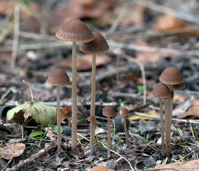 Psathyrella microrhiza Křehutka tenkokořenná Kortwortelfranjehoed