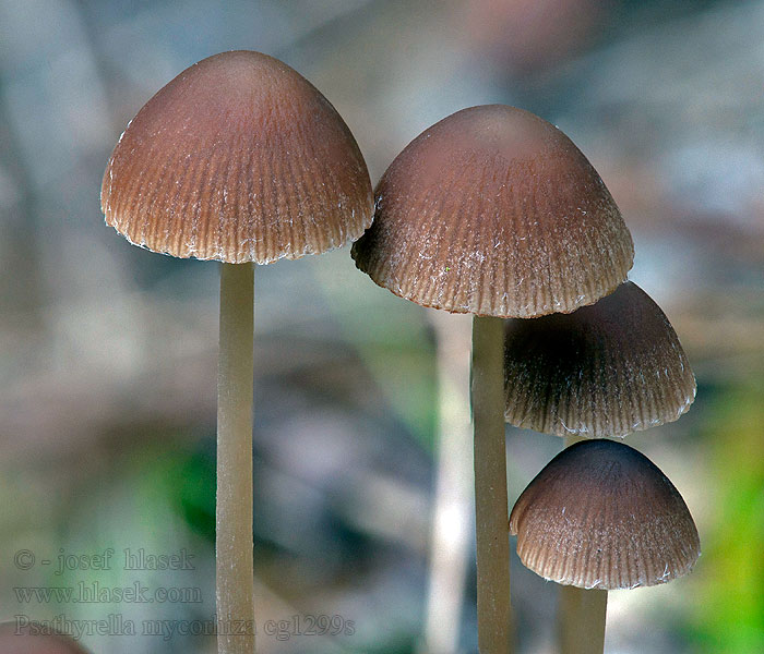 Psathyrella microrhiza Хруплянка полупокрытая