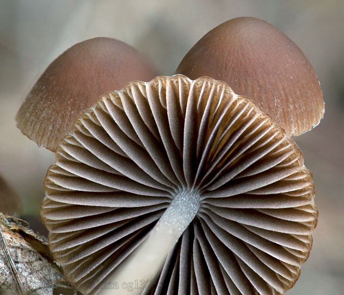 Křehutka tenkokořenná Psathyrella microrhiza