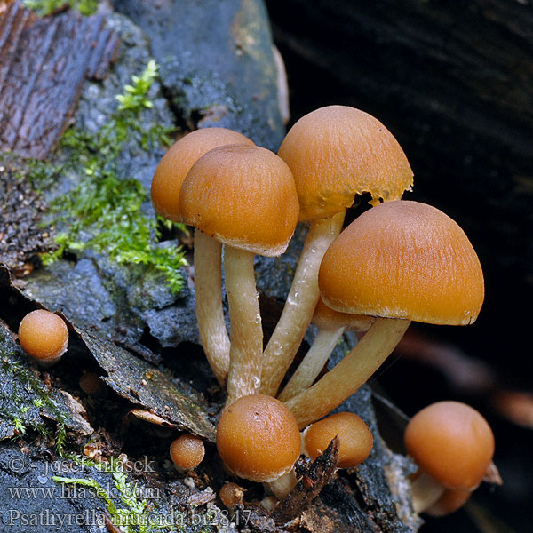 Psathyrella murcida