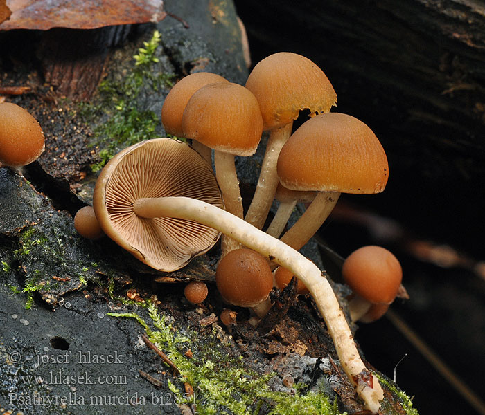 Psathyrella murcida Křehutka líná