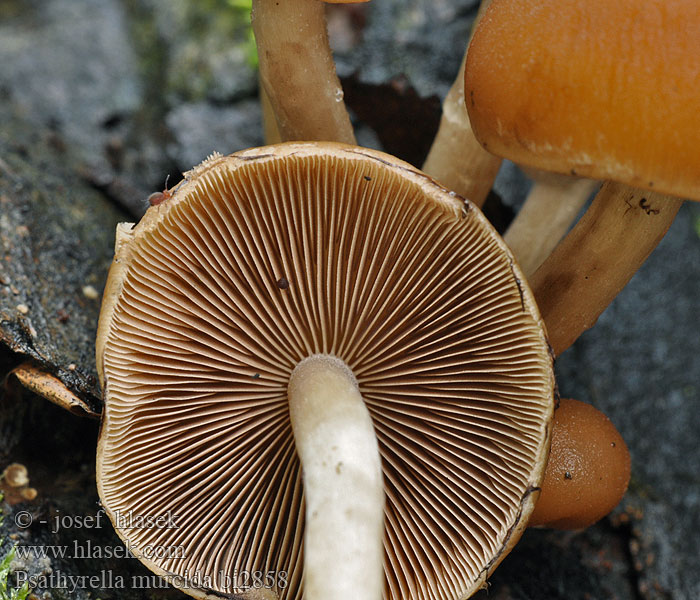 Psathyrella murcida Kale beukenfranjehoed