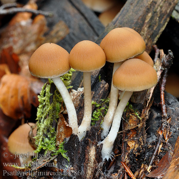 Psathyrella murcida Psathyrelle murcida