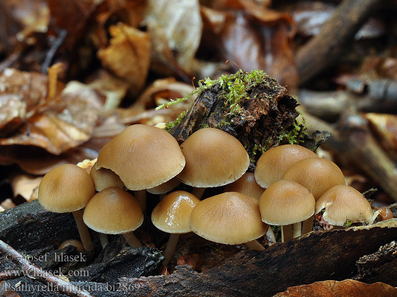 Psathyrella murcida Kruchaweczka ochrowoczarna