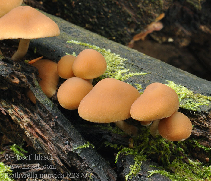 Psathyrella_murcida_bi2870