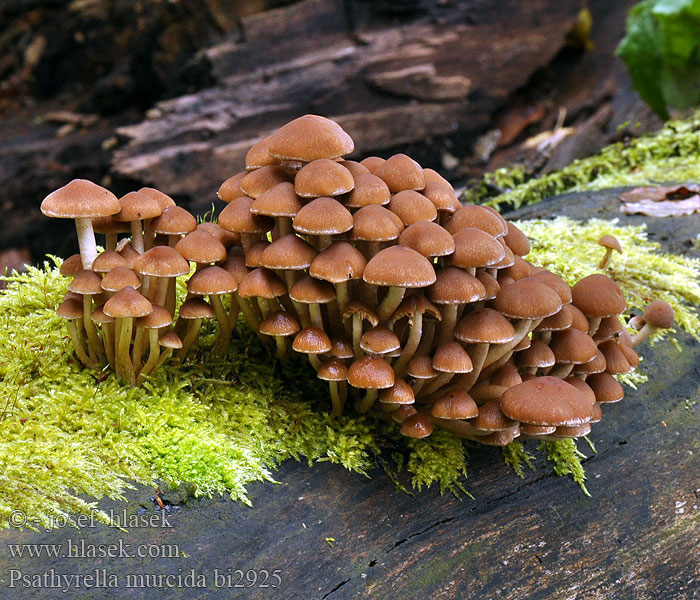 Psathyrella_murcida_bi2925