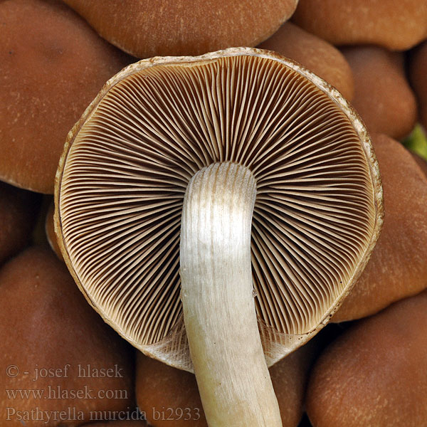 Psathyrella_murcida_bi2933