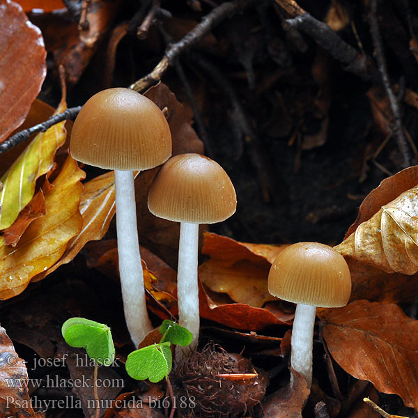 Psathyrella murcida bi6188