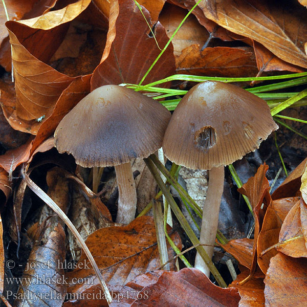 Psathyrelle murcida Psathyrella murcida