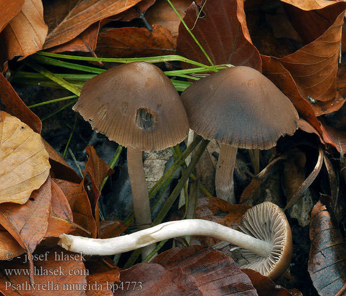 Kruchaweczka ochrowoczarna Psathyrella murcida Křehutka líná