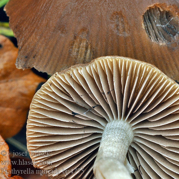 Kruchaweczka ochrowoczarna Psathyrella murcida