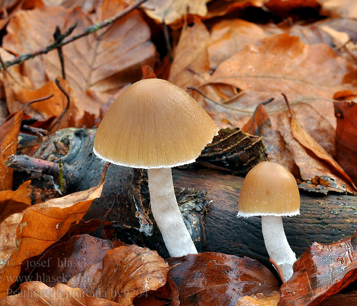 Psathyrella murcida Křehutka líná