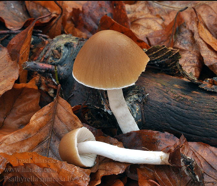 Psathyrella murcida Kale beukenfranjehoed