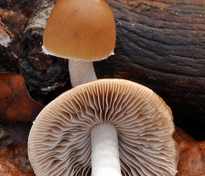 Psathyrella murcida Kruchaweczka ochrowoczarna